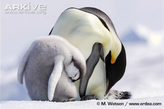 Illustration for article titled Flightless Friday - Aptenodytes forsteri Edition